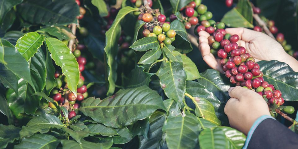 la filiera del caffe