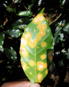 malattia del caffe_dettaglio foglia